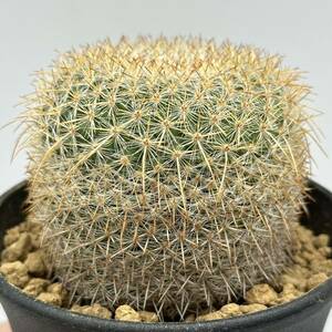 ◆マミラリア　黄神丸◆サボテン・多肉植物　◆CACTI7◆736