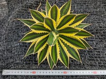 アガベ 五色万代 抜き苗発送 Agave lophantha ロファンサ_画像7