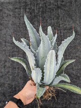 アガベ アメリカーナ エクスパンサ パリーダ レモンライム 抜き苗発送 Agave americana expansa pallida lemonlime_画像3