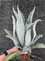 アガベ アメリカーナ エクスパンサ パリーダ レモンライム 抜き苗発送 Agave americana expansa pallida lemonlime_画像1