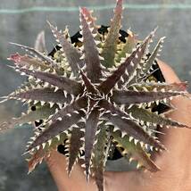 Dyckia ディッキア 3品種セット AAA × stone 'Jaws' × 'BaphometHorns' GrayOps × macedoi_画像2