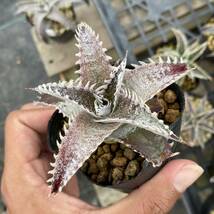 Dyckia 'Jaws' × 'BaphometHorns' ディッキア ジョーズ × バフォメットホーンズ_画像3