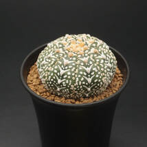 Vタイプ、アロータイプ、スーパー兜 (2310-V20)：サボテン アストロフィツム属 アステリアス Astrophytum asterias V-type Arrow ※実生_画像3