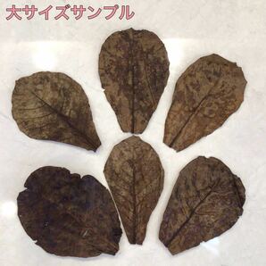 高圧蒸気滅菌済み沖縄県産無農薬モモタマナ 大サイズ（20~25cm）14枚 マジックリーフの画像2