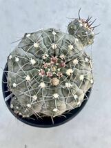 2種セット ベルクティ VS161 種子30粒　ギムノカリキウム Gymnocalycium berchtii サボテン ベルクティー_画像3