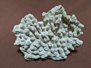 [ used | fish tank ornament ] coral, coral rock leaf. image .[ fish. .. house! accent!]04