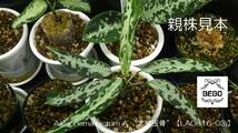 ★BEGO-SELECT★アグラオネマ　“氷肌玉骨”★Aglaonema pictum A “氷肌玉骨”【LA0816-03j】★_画像1