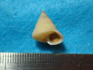 貝の標本・貝殻：ベンテンエビス 蓋付；大