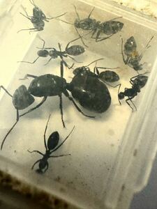 クロオオアリ　コロニー　女王　蟻　2023 ワーカー8匹前後　プラケース入り　女王アリ