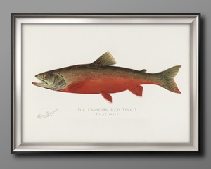 Art hand Auction 9606 ■免运费！艺术海报绘画 A3 尺寸加拿大红鳟鱼复古插画斯堪的纳维亚哑光纸, 住宅, 内部的, 其他的