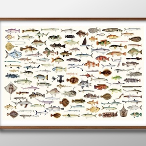 8836■送料無料!!アートポスター 絵画 A3サイズ『魚 図鑑 魚類 海洋生物 海洋学 海』イラスト 北欧 マット紙の画像1