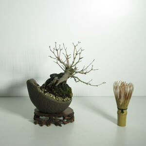 [. tree * bonsai ][yamamomiji( mountain maple *. leaf ) ]/ stone attaching bonsai stone attaching bonsai shohin bonsai mini bonsai leaf thing bonsai 