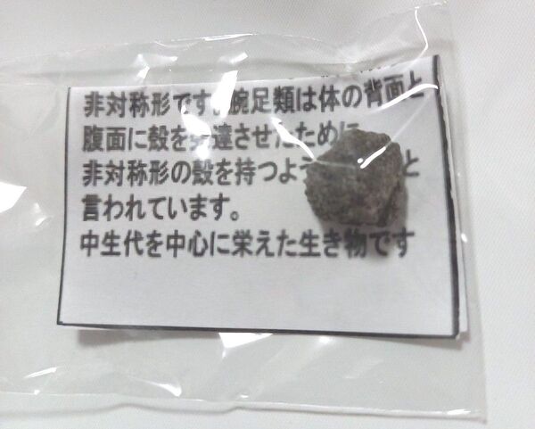 白亜紀 化石