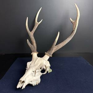 [KJ233] deer angle head cover on the bone handcraft material hunting Trophy sword .. wall decoration interior display objet d'art specimen 