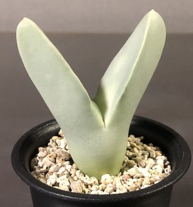 翼　(Herreanthus) meyeri　　 コノフィツム 　Conophytum 　多肉植物