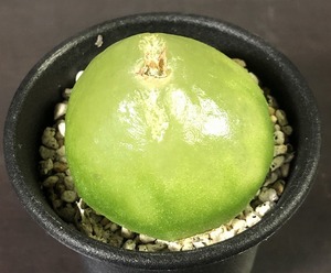 ブルゲリ　burgeri　　 コノフィツム 　Conophytum 　多肉植物