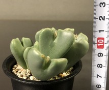 信濃深山桜２株　＆　桜貝２株　　２鉢セット　　 コノフィツム 　Conophytum 　多肉植物_画像5