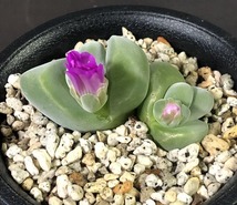 白花無比玉　＆　無比玉　２鉢セット　Gibbaeum dispar　　 ギバエウム　　メセン　多肉植物_画像3