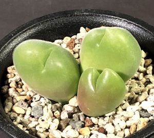 藻玲玉　BM7906 ockertskraal MG1509.815 Gibbaeum cryptopodium　　ギバエウム 　多肉植物