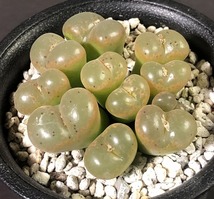 藤壺　fenestratum　　 コノフィツム 　Conophytum 　多肉植物_画像1