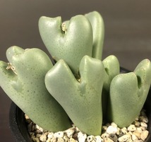 信濃深山桜２株　＆　桜貝２株　　２鉢セット　　 コノフィツム 　Conophytum 　多肉植物_画像3