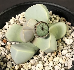 魔玉　Lapidaria margaretae　　ラピダリア　　 メセン　多肉植物