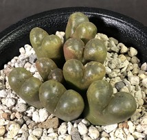 パルディカラー　”Pardicolor” ex.Deboer　　 コノフィツム 　Conophytum 　多肉植物_画像2