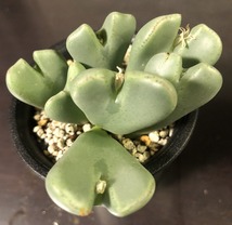 信濃深山桜２株　＆　桜貝２株　　２鉢セット　　 コノフィツム 　Conophytum 　多肉植物_画像4