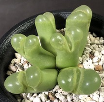 リンピダム(アゲネイズ)　limpidum (Aggeneys)　　 コノフィツム 　Conophytum 　多肉植物 _画像4