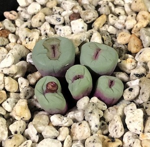 パゲアエ　sw Garies pageae PV1380 MG1439.01　　 コノフィツム 　Conophytum 　多肉植物