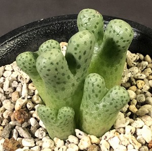 カラモエペンセ ARM955D marginatum v.karamoepense　　 コノフィツム 　Conophytum 　多肉植物