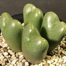 空蝉　marnierianum　　 コノフィツム 　Conophytum 　多肉植物_画像3