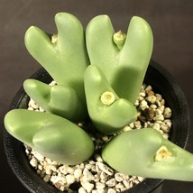 信濃深山桜２株　＆　桜貝２株　　２鉢セット　　 コノフィツム 　Conophytum 　多肉植物_画像8