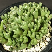 ヘレナエ(コシエス)　helenae　SB1635 Kosies　 コノフィツム 　Conophytum 　多肉植物_画像4