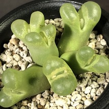 リンピダム(アゲネイズ)　limpidum (Aggeneys)　　 コノフィツム 　Conophytum 　多肉植物_画像3