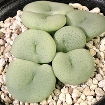 ルスチー　ruschii　　 コノフィツム 　Conophytum 　多肉植物_画像3