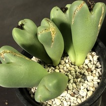 サマーレッド　＆　紅小袖　２鉢セット　　 コノフィツム 　Conophytum 　多肉植物_画像3