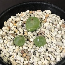 ハンメリ　hammeri　　 コノフィツム 　Conophytum 　多肉植物 _画像2