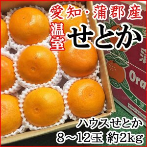【Good】高級柑橘 ！ハウスせとか 愛知 JA蒲郡産 8～12玉 約2kg