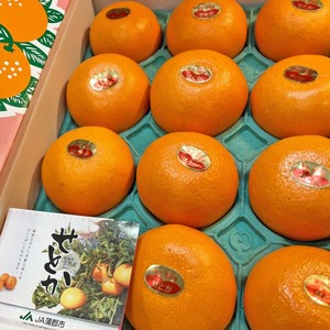 【Good】大量出品！高級柑橘！せとか 愛知・蒲郡産 大玉10～12玉入り 約3kg 化粧箱