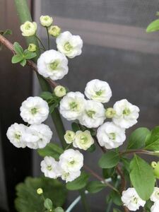 レア　エクボバナ　八重咲き　花色・ホワイト　小さなお花が可愛い♪ 毎年開花☆ 宿根草　ポットのまま発送で安心　送料240円　新芽沢山！