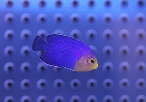 【海水魚】チェルブピグミーエンゼル (1匹)±3-4cm(サンプル画像）（生体）