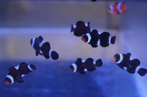 【海水魚・クマノミ】イレギュラーバンド ブラックオセラリス (1匹)±2.5-3cm(サンプル画像）（生体）_画像1