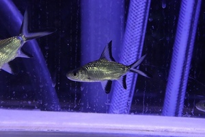 【淡水魚】【通販】激レア ショートボディ シルバーシャーク【1匹 サンプル画像】(±6-8cm)（大型魚）