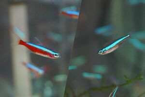 【淡水魚】カージナルテトラ【20匹】&グリーンネオンテトラ【20匹】（生体）