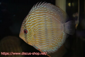 [ wild discus ][ mail order ]la- extremely mina spoiler iyaru[ individual sale ]17cm( organism )