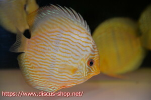 [ wild discus ][ mail order ]la-go Ben a Sim spoiler iyaru[ individual sale ]16cm( organism )