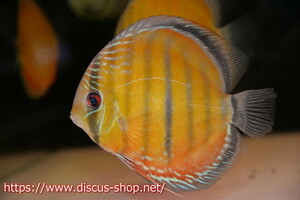 [ wild discus ][ mail order ]la- rubber rear pi comb - super red [ individual sale ]15-16cm( organism )