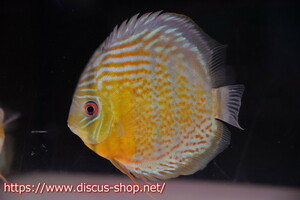 [ wild discus ][ mail order ] upper tefe Royal green [ individual sale ]15cm( organism )