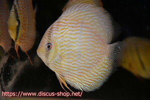 [ wild discus ][ mail order ]la-go Ben a Sim spoiler iyaru[ individual sale ]16cm( organism )